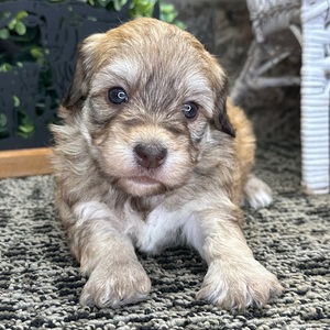 Winston