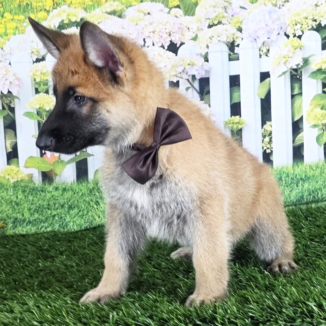 Sadie