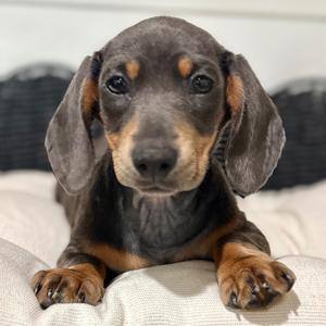 Milo